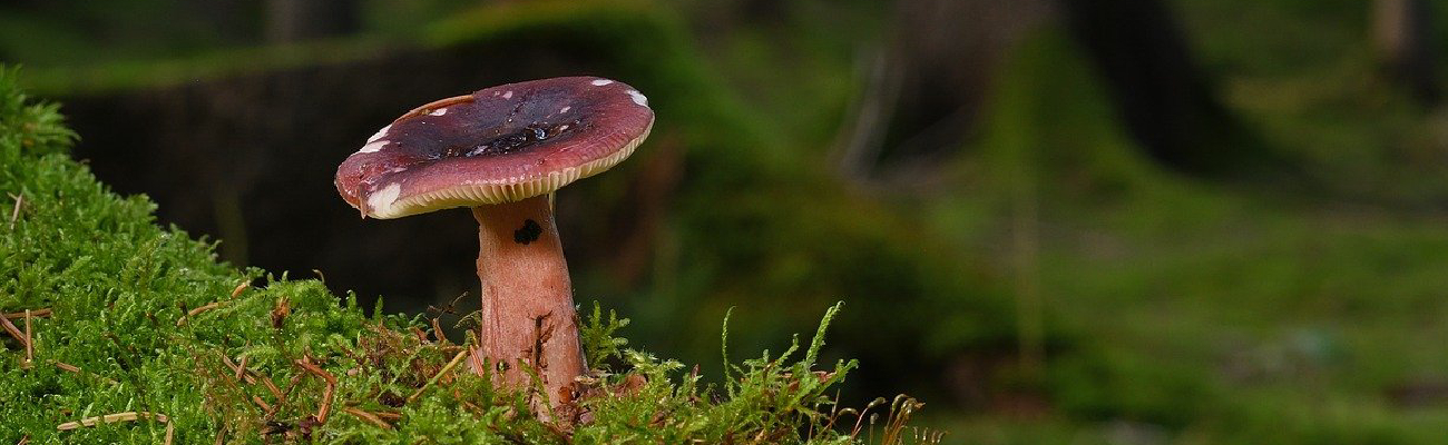 Shroom with a View