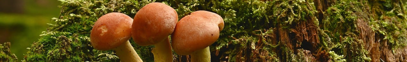 Shroom with a View