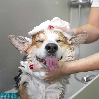 Service Thumb